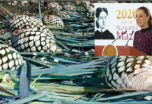 Gobierno prepara plan de apoyo para productores de agave
