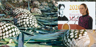 Gobierno prepara plan de apoyo para productores de agave