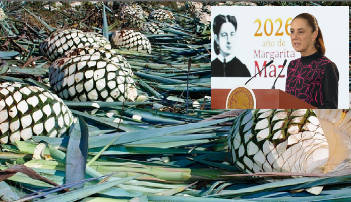 agave