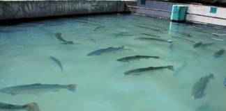Capacitan a productores acuícolas de Huasca de Ocampo