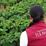 Tulancingo: Impulsan agricultura protegida de Nochebuena y cempasúchil