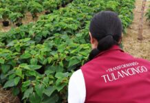 Tulancingo: Impulsan agricultura protegida de Nochebuena y cempasúchil