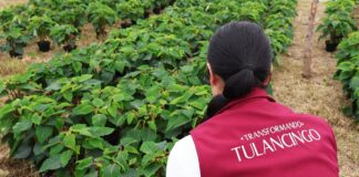 Tulancingo: Impulsan agricultura protegida de Nochebuena y cempasúchil